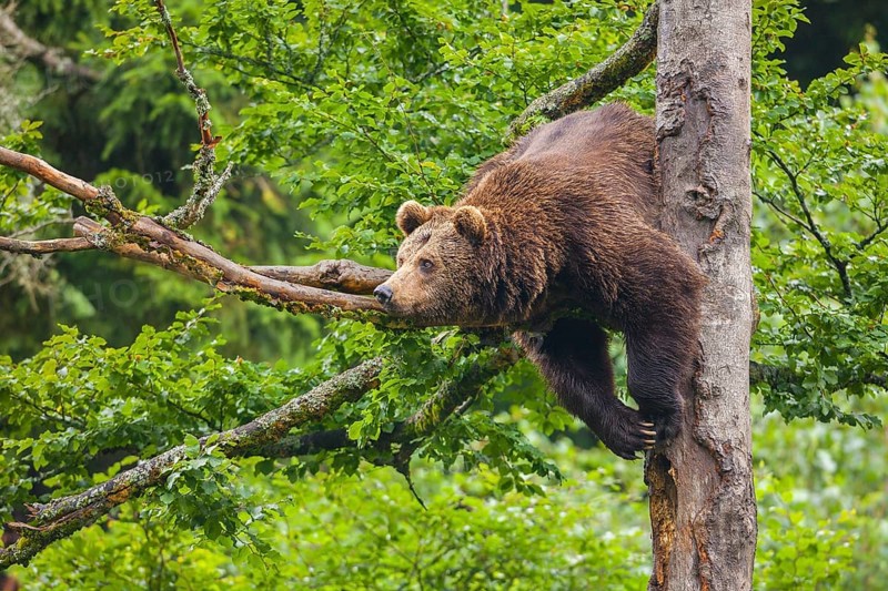 European Brown bear (Ursus arctos) hangs in a tree