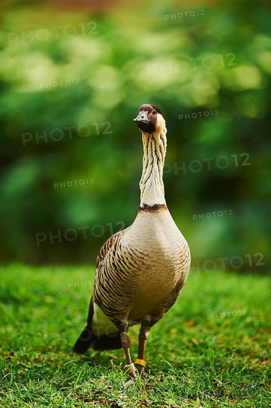 Hawaiian Goose (Branta sandvicensis) on a meadow