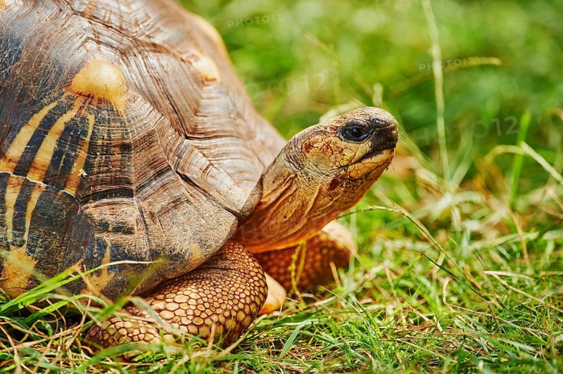 Radiated tortoise (Astrochelys radiata) on a meadow