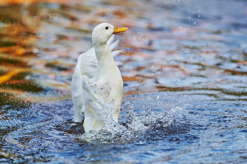 Indian Runner duck (Anas platyrhynchos domesticus) on a lake