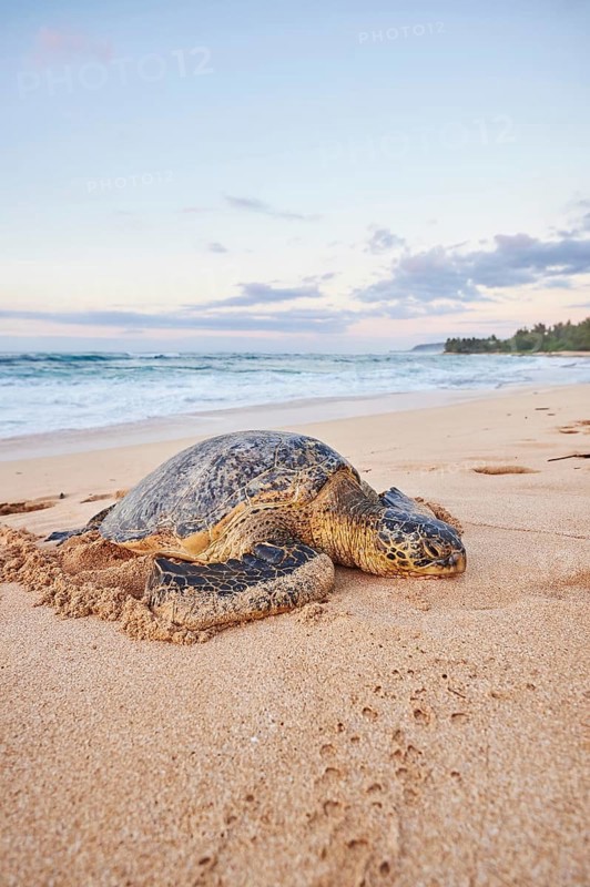 Green sea turtle (Chelonia mydas) on turtle bay