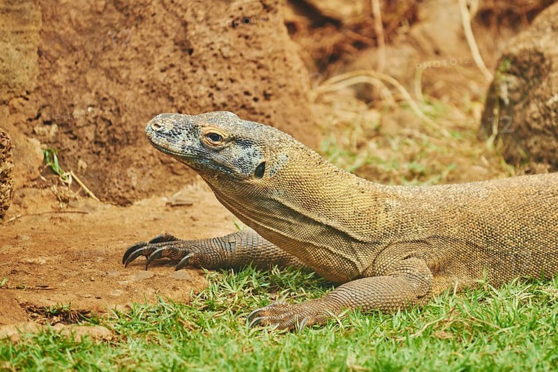 Komodo dragon (Varanus komodoensis)