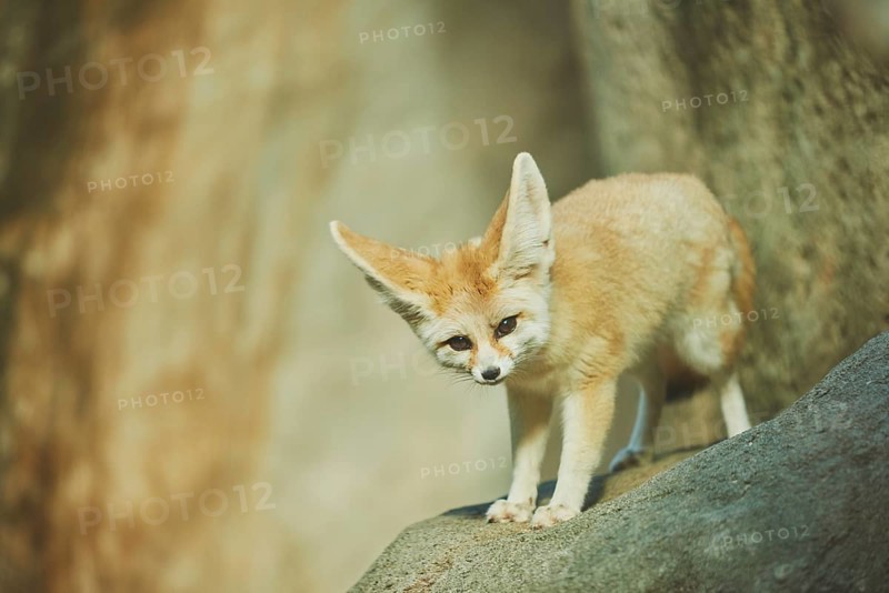 Fennec fox