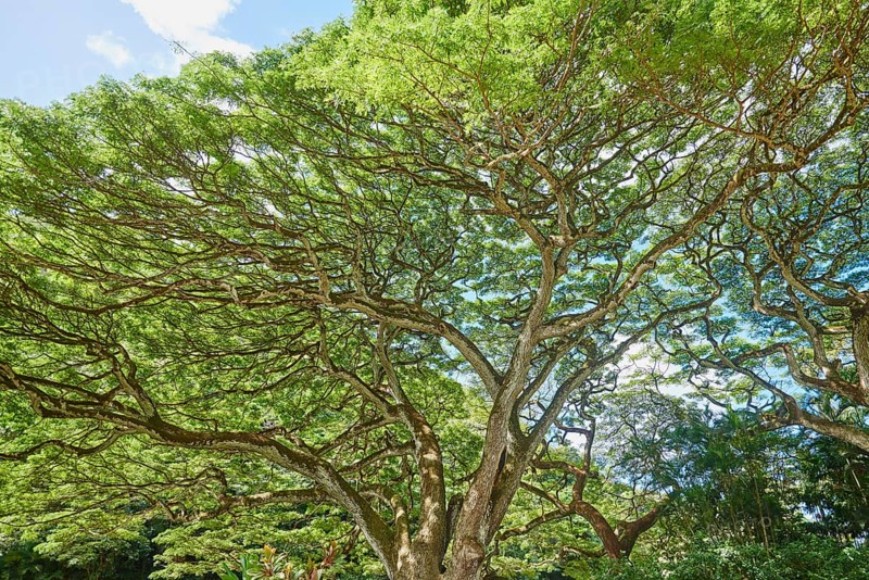 Trees in the Waimea Botanical Garden