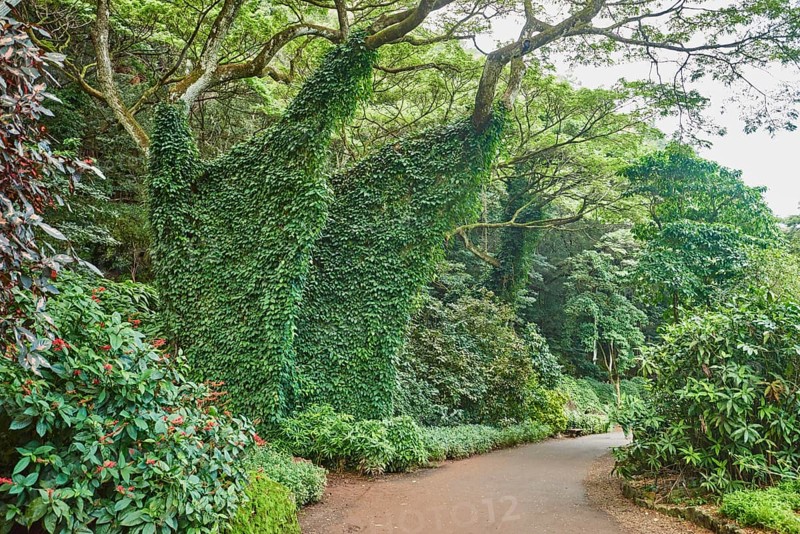 Tropical flora of the Waimea Botanical Garden