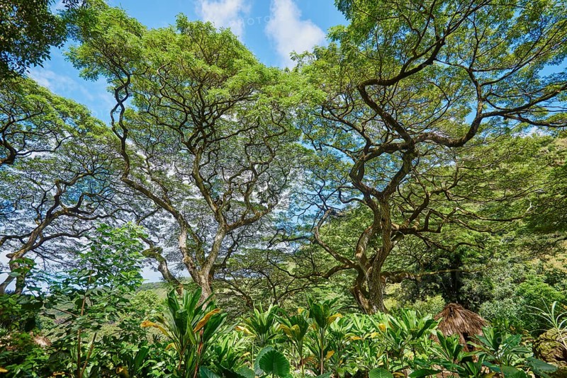Tropical flora of the Waimea Botanical Garden