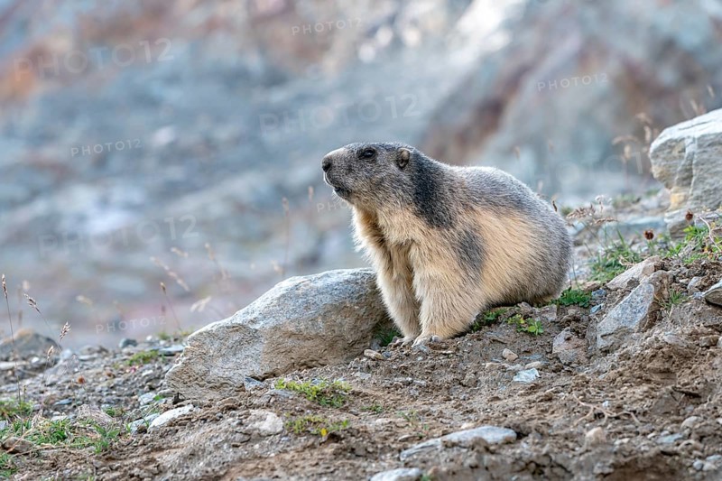 Marmot (Marmota)