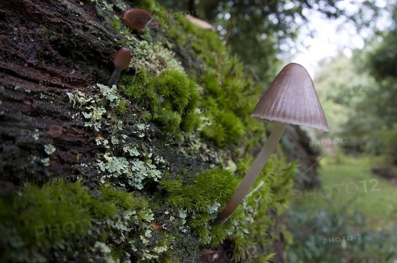 Stump fairy helmet
