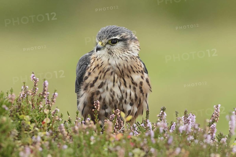 Merlin