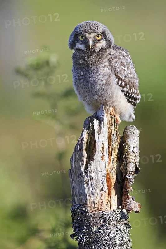 Northern Hawk Owl