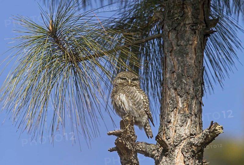 Asian Barred Owlet