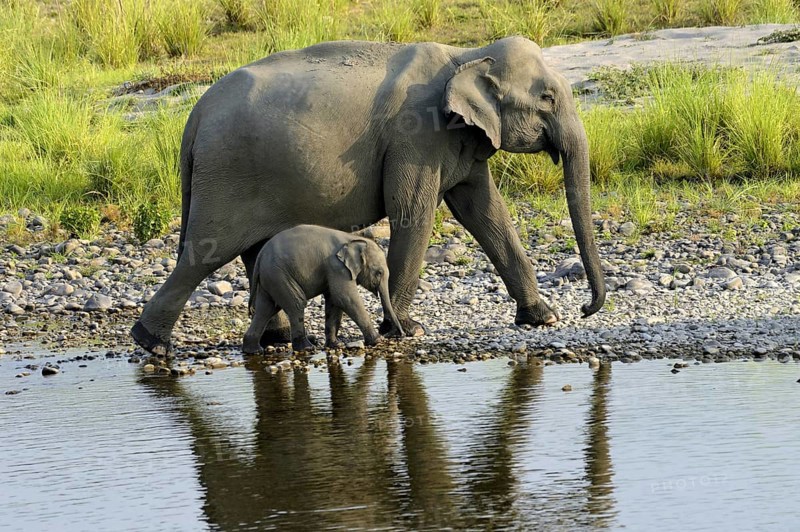 Adult cow elephant and cow walking on the river banks at dawn
