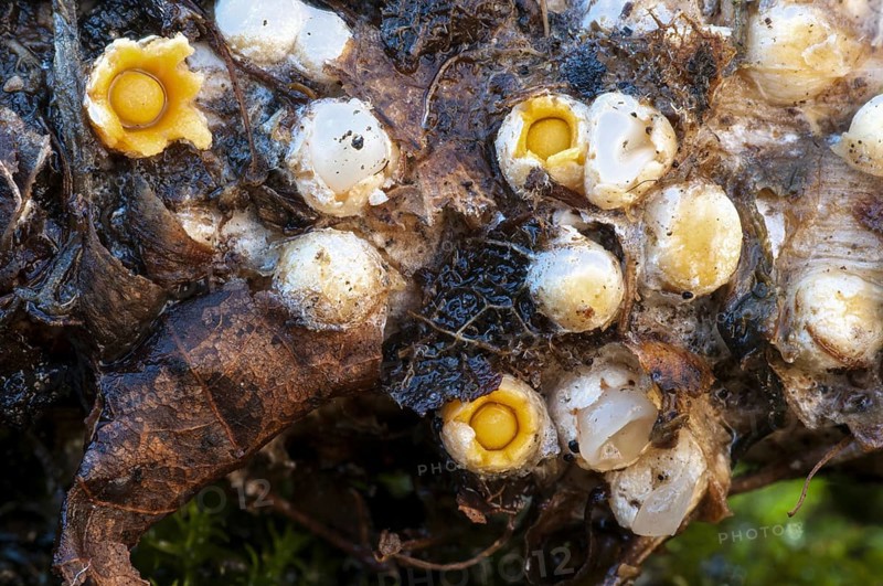 Fruiting bodies of shooting star fungus