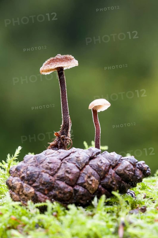 Earpick fungus