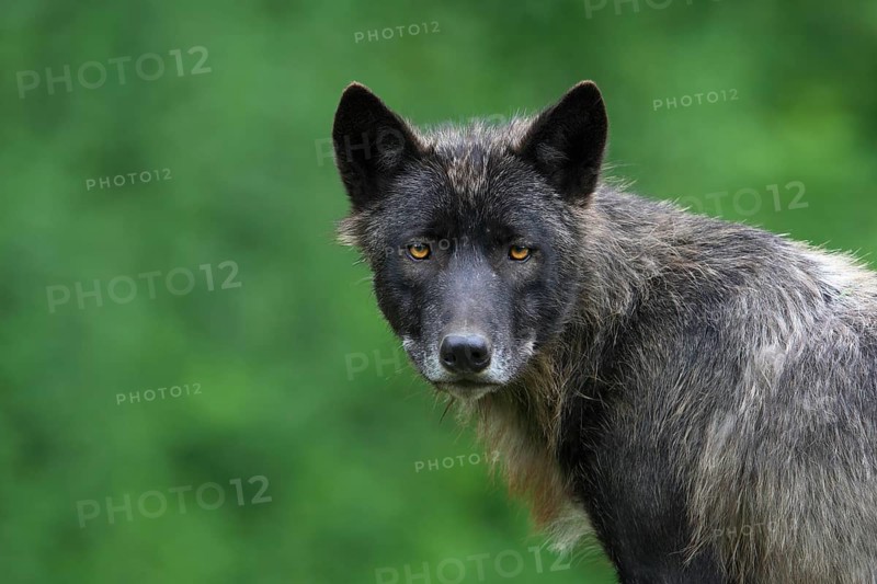 Timber Wolf