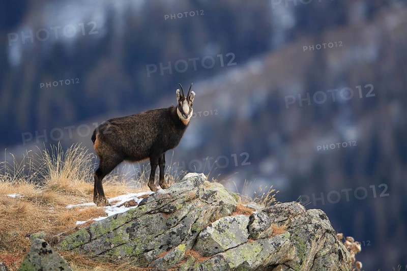 Chamois buck