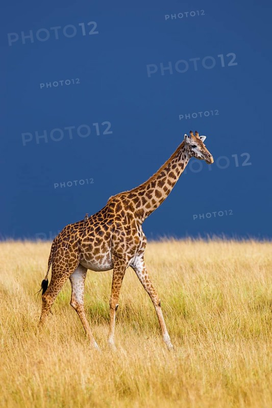 Masai giraffe