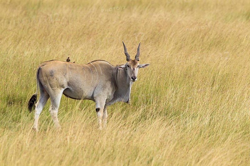 Common eland