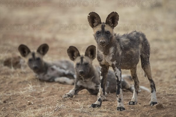 African wild dogs