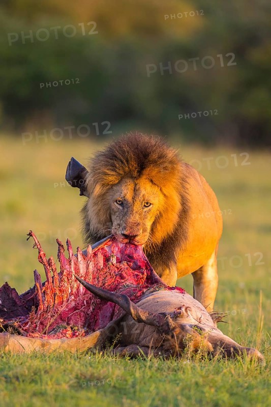 African lion