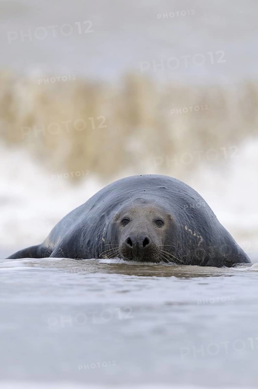 An adult Atlantic grey seal