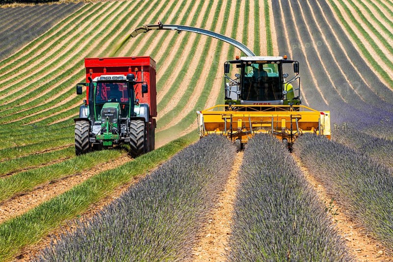 Lavender harvest near Oraison