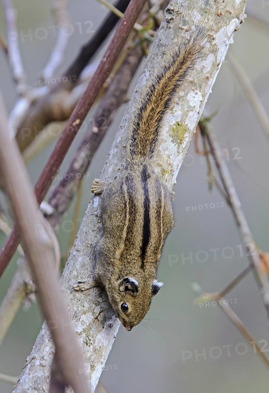Himalayan Striped Squirrel