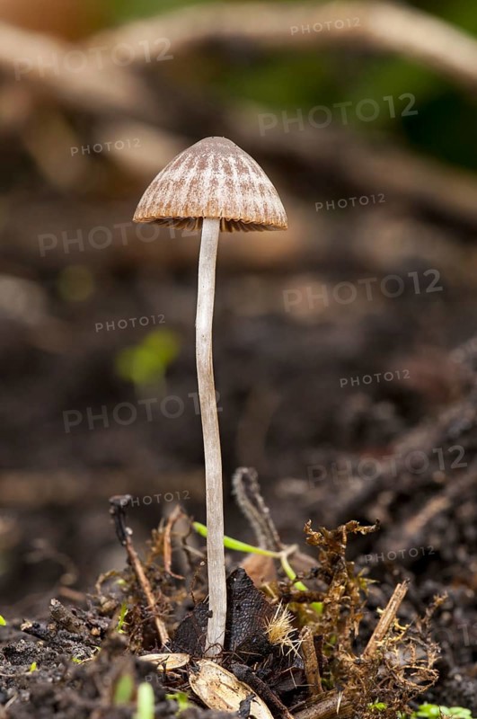 A conecap fungus