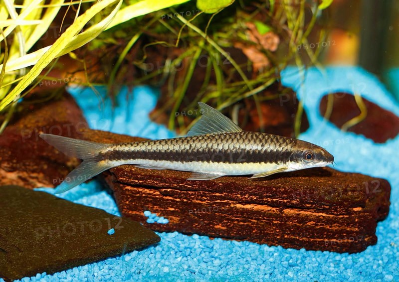 Siamese algae-eater