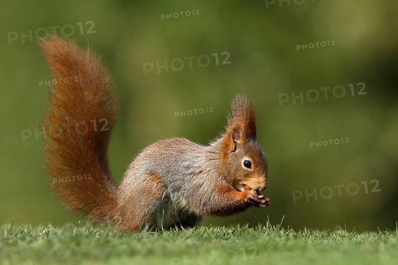 Red Squirrel