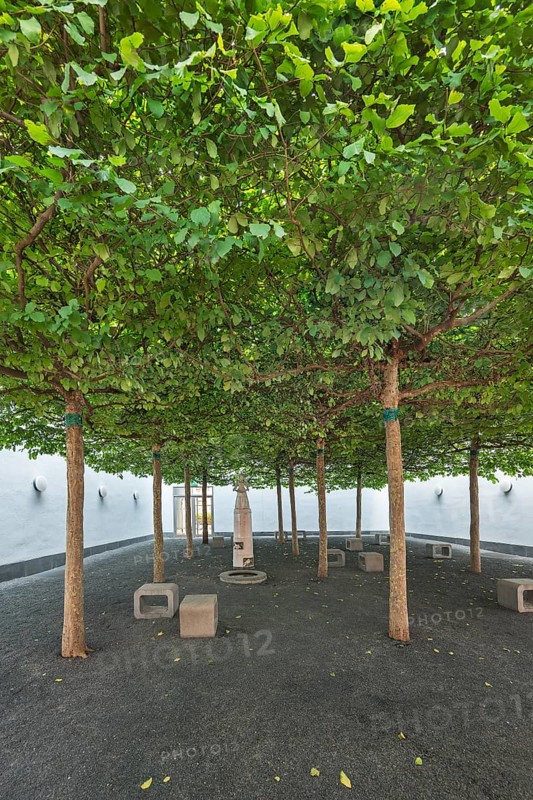 Relaxation room with plane trees