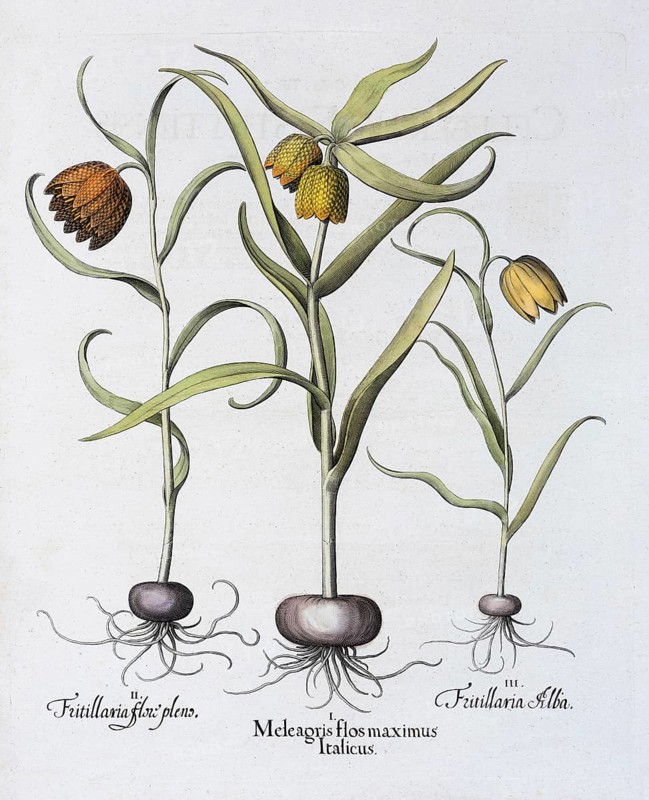Snake's Head Fritillary