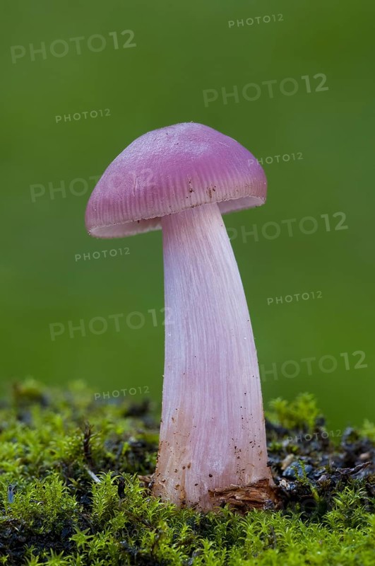 Rosy Bonnet