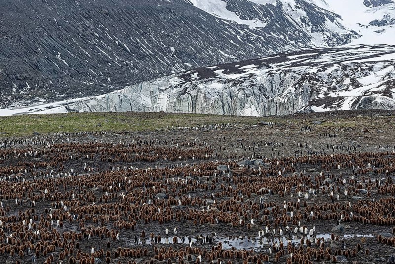 King penguins