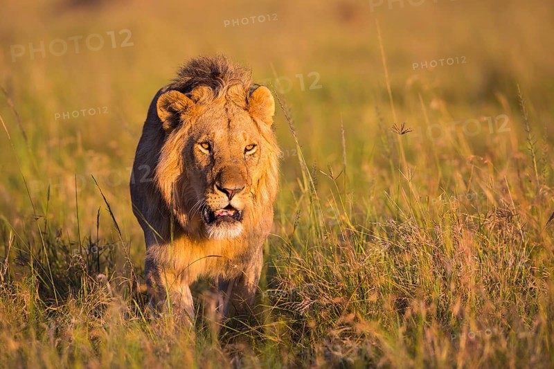 African Lion
