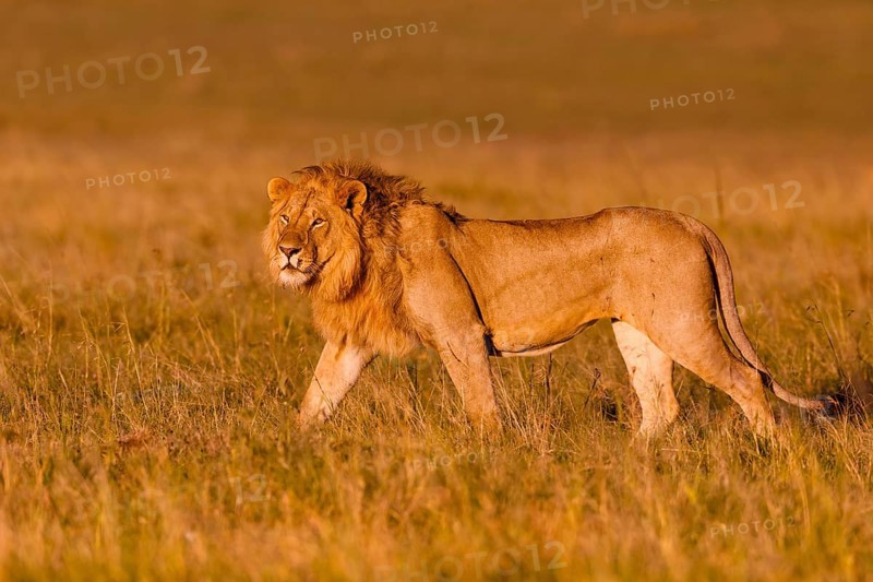 African Lion