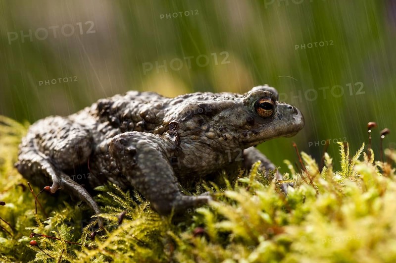Common toad