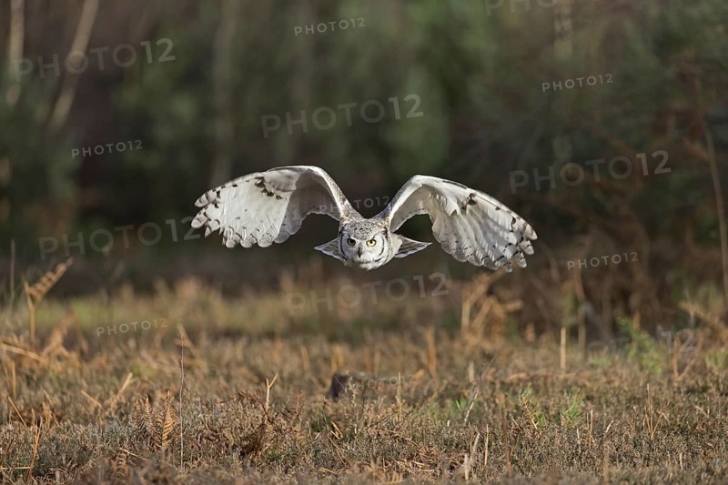 Great-horned owl