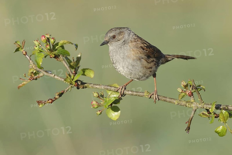 Dunnock