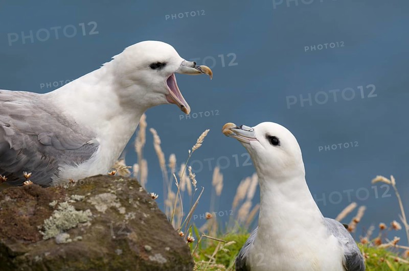 Northern Fulmar