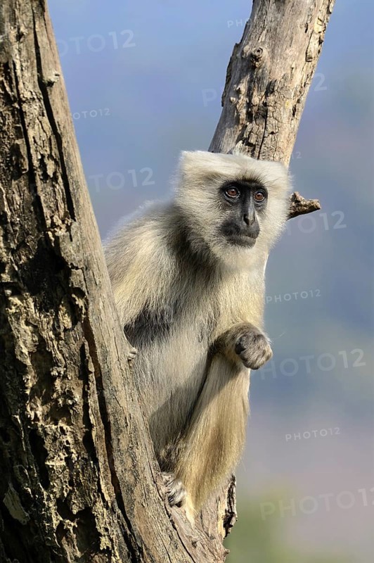 Tarai Grey Langur
