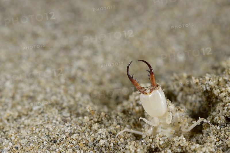 Antlion