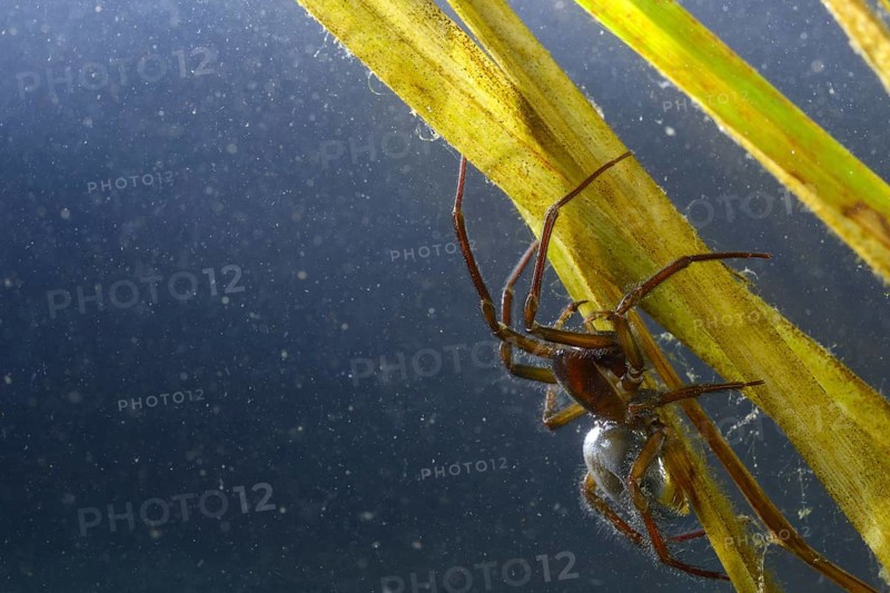Water Spider