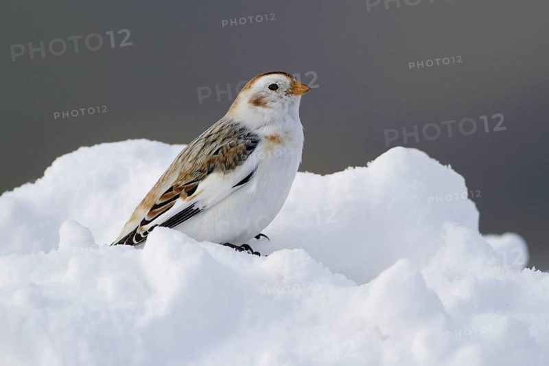 Snow Bunting