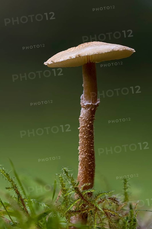 A fruiting body of earthy powdercap fungus