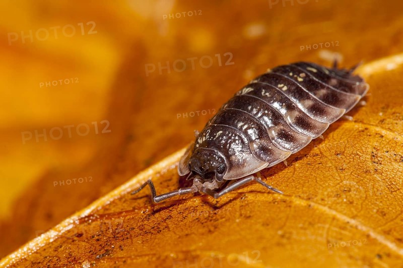 Common shiny woodlouse