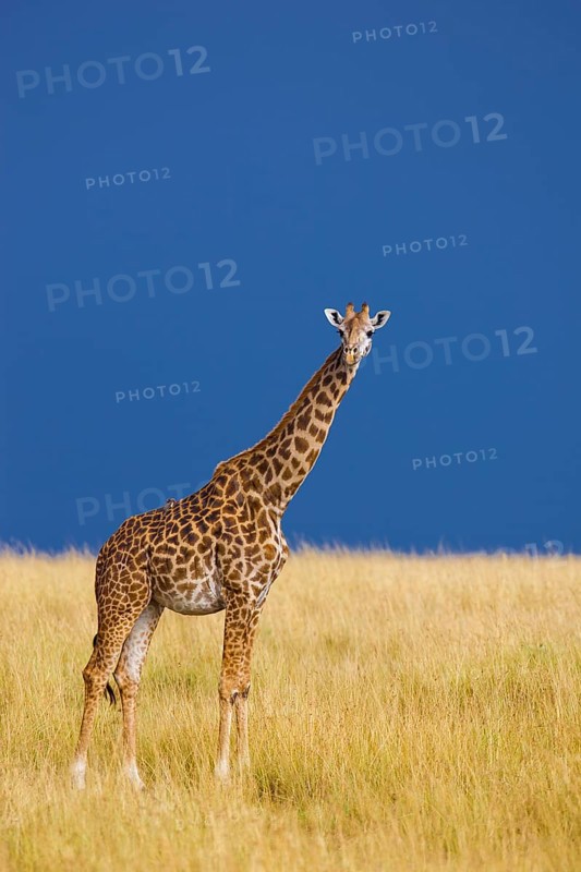 Masai giraffe