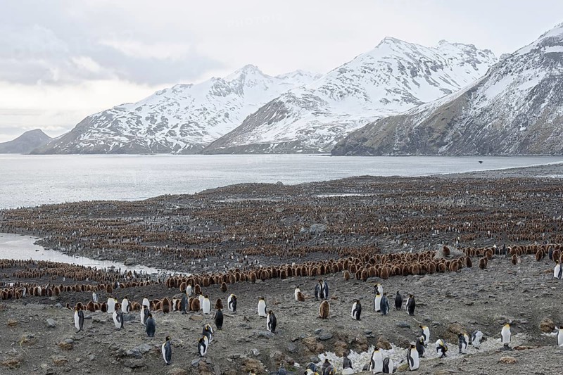 King penguins