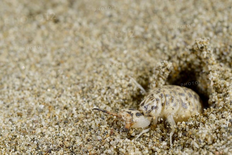 Antlion