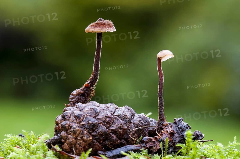 Earpick fungus